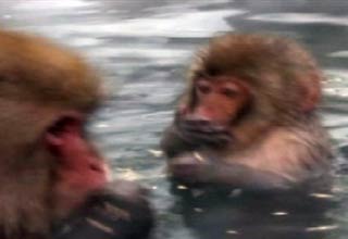 बंदरों की मस्‍ती