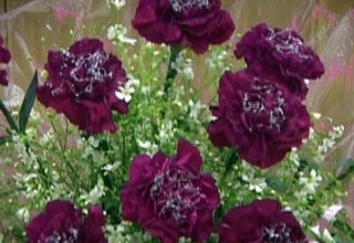 वैलेंटाइंस स्पेशल