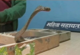 कोबरा सांप