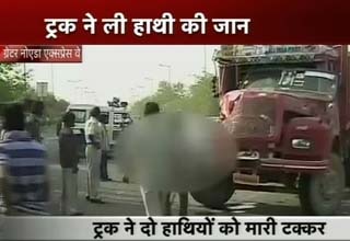 हाथी की मौत