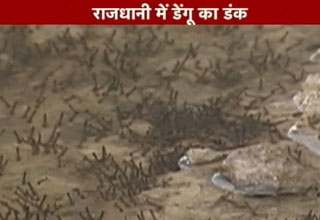 डेंगू के लार्वा