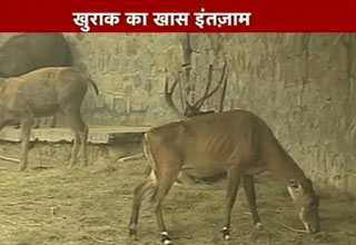 चिडि़याघर