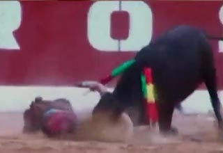 बुल फाइट