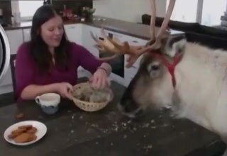 बारहसिंगा बना 'शहरी बाबू'