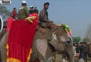 Elephant Beauty Contest