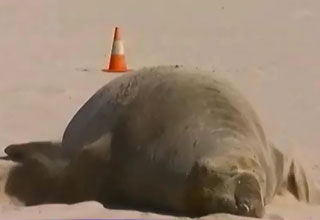 रेत पर रेंगती रही सील