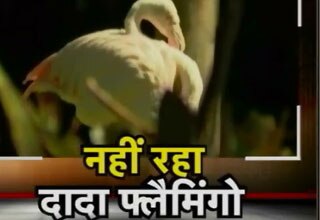 दादा फ्लैमिंगो