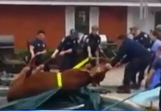 स्विमिंग पूल में जा गिरा सांड...