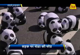 जब निकला पांडा का परेड