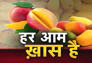 मैंगो फेस्टिवल