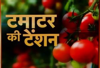 रुला रहा है टमाटर