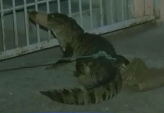 मगरमच्छ