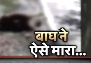 बाघ ने युवक को जिंदा खाया