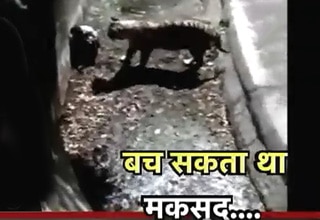 बाघ ने ली बच्ची की जान