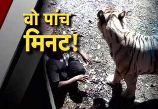 बाघ ने युवक को जिंदा खाया