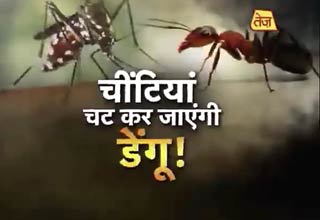 चींटी से मात खाएगा डेंगू