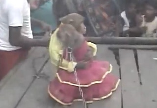 बंदर-बंदरिया की शादी