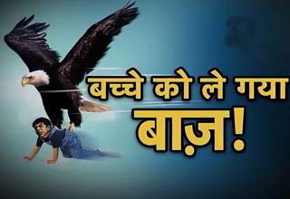 बच्चे को उठा ले गया बाज!