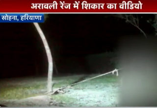 अरावली रेंज में तेंदुए का शिकार