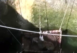 जब कुएं से बचकर बाहर निकला तेंदुआ