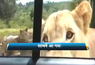 This Lion can open your car door