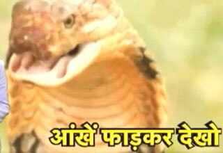 किंग कोबरा को किस!