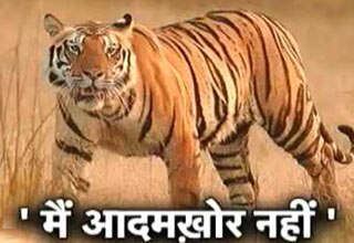 इस बाघ की मासूम पुकार, 'मैं आदमखोर नहीं हूं'