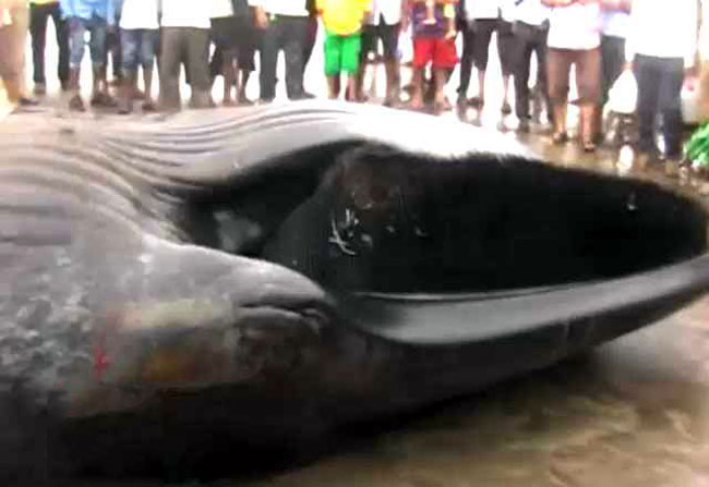 मुंबई में समुद्र तट पर आई ब्लू व्हेल