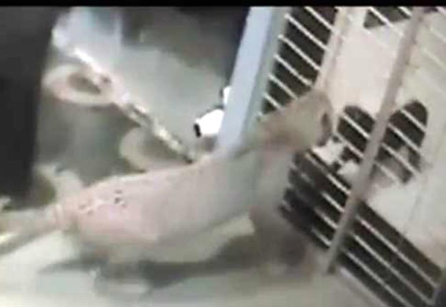 CCTV में कैद हुई तेंदुए की तस्वीर