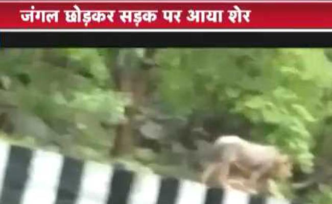 सड़क पर शेर को टहलते देख लोगों की सांसे अटक गईं