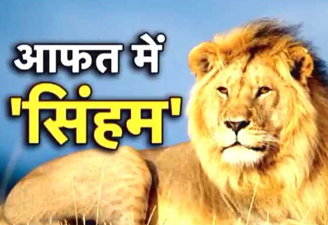 सौराष्ट्र में आए बाढ़ से इंसानों के साथ ही जानवारों का हाल बेहाल है