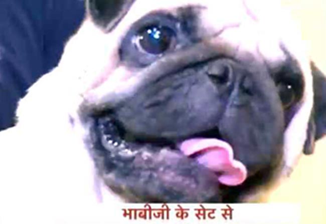 भाभी जी को मिला नया बॉडीगार्ड!