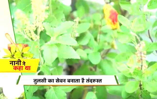 तुलसी के चमत्कार