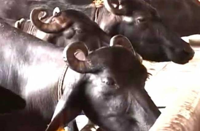 दिल्ली पुलिस का ऑपरेशन भैंस