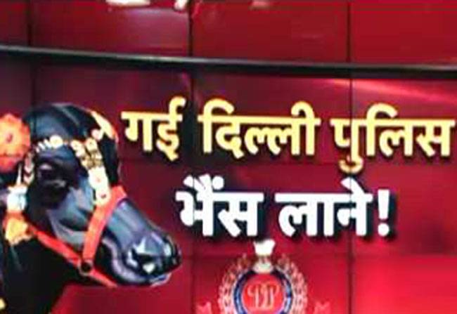 दिल्ली पुलिस को 9 भैंसों का तलाश!