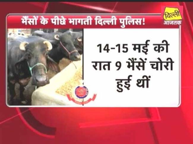 दिल्ली पुलिस ने खोज निकाले भैंसचोर