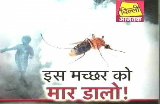 दिल्ली को डेंगू से मुक्त कर देगी एक मछली