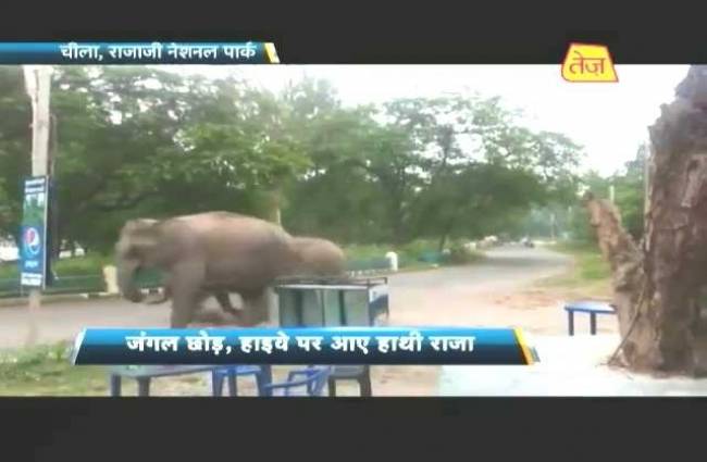 राजाजी नेशनल पार्क: हाथी राजा को हाईवे पर देख सहम गए लोग