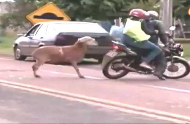 एक बकरे और बंदर की शैतानी