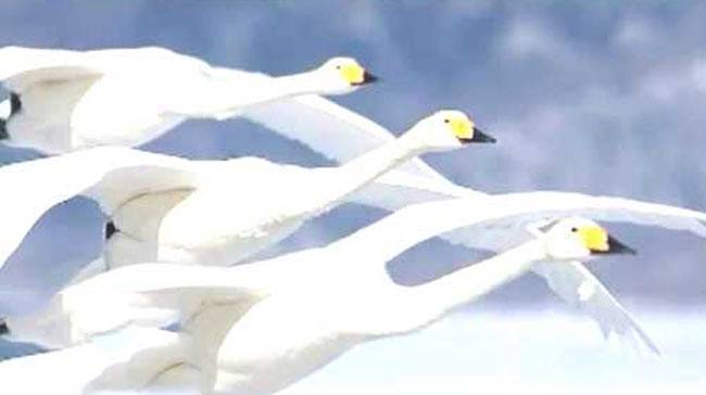 हंसों के माध्यम से सुनिए रिश्तों की कहानी