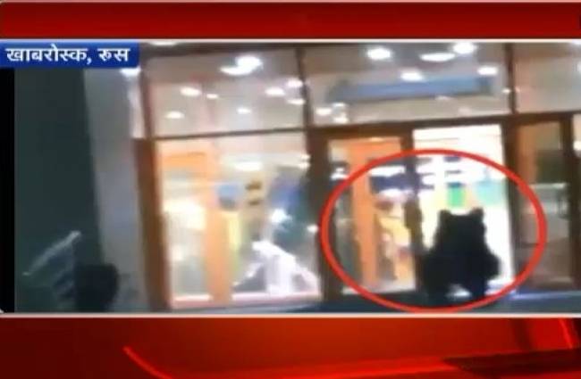 रूस: भालू ने उड़ाए पुलिस वालों के होश