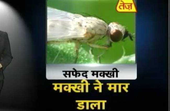 तेज की टाइम मशीन में जानलेवा मक्खी