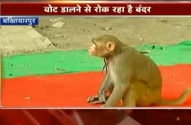 बिहार चुनाव में बंदर के कहर से वोटिंग बाधित