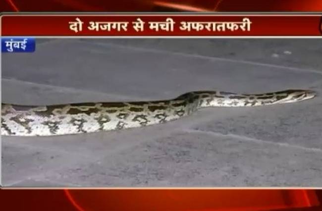 अजगर को पकड़ा गया