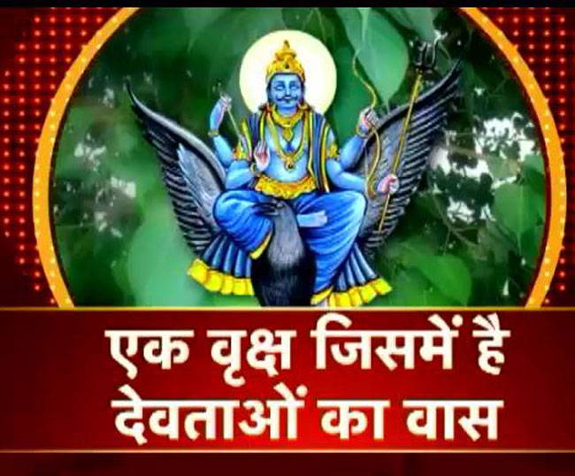 जानिए पीपल के वृक्ष की पूजा का तरीका..