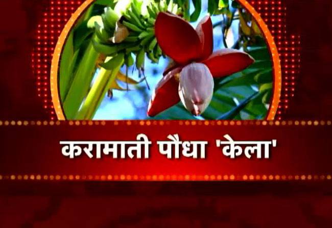 जानिए केले के पौधे के फायदे...