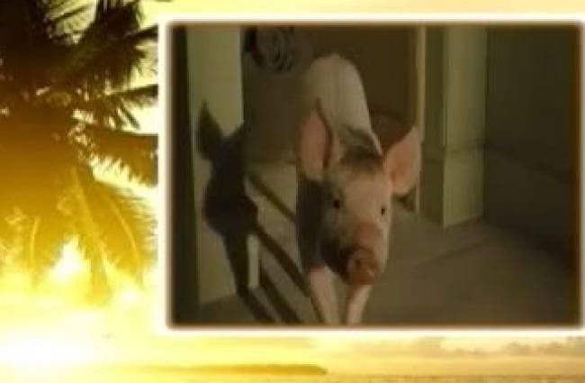 जानवरों की भावनाओं को उजागर करने की कहानी