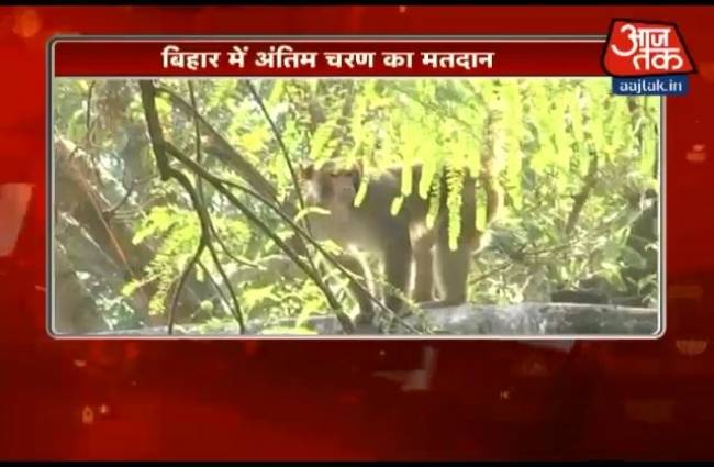 सहरसा में बंदर है चुनावी मुद्दा!