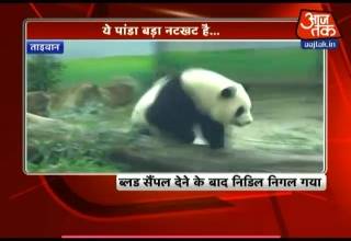 खेल-खेल में पांडा निगल गया नीडल, ऑपरेशन करना पड़ा