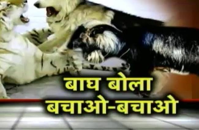 खौफ में जंगल का ताकतवर जानवर